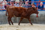 lot 71 sold for 1900 gns